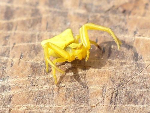 Réf. 204 743 : Thomisus onustus