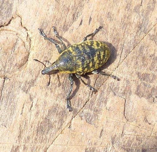 Réf. 204 745 : Larinus turbinatus
