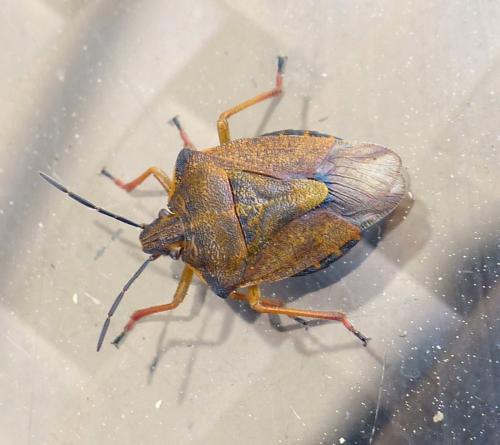 Carpocoris purpureipennis