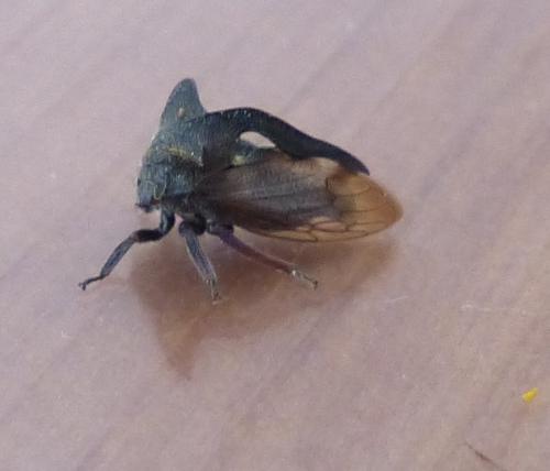 Centrotus cornutus