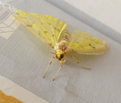 Opisthograptis luteolata