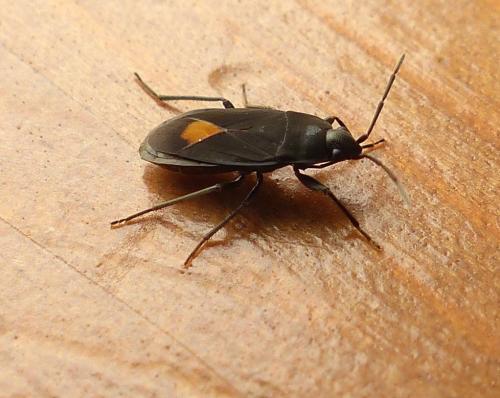 Aphanus rolandri