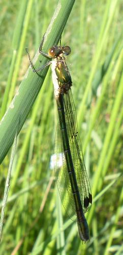 Lestes dryas