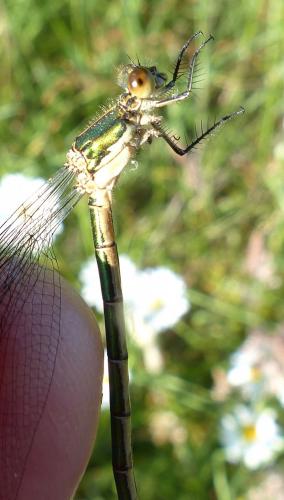 Lestes dryas