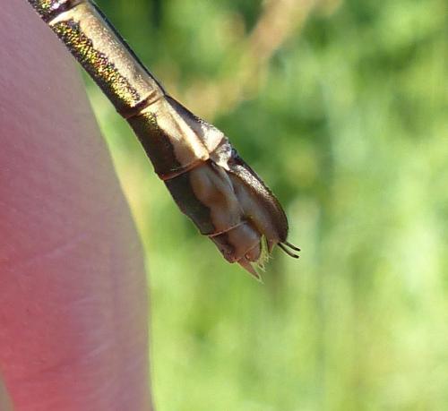 Lestes dryas