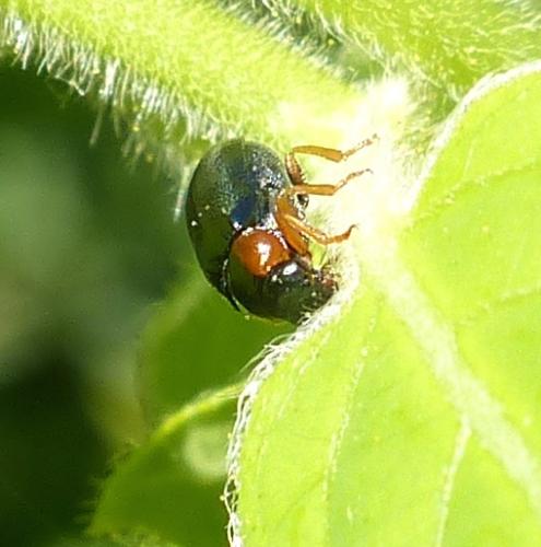 Smaragdina affinis