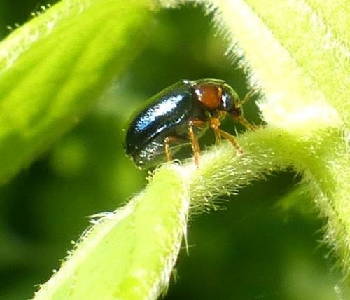 Smaragdina affinis