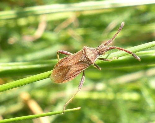 Coriomeris sp.