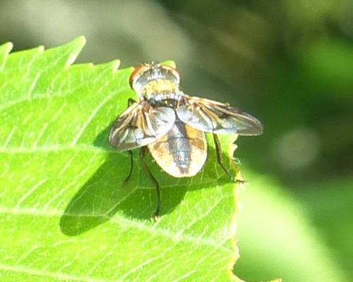 Ectophasia crassipennis