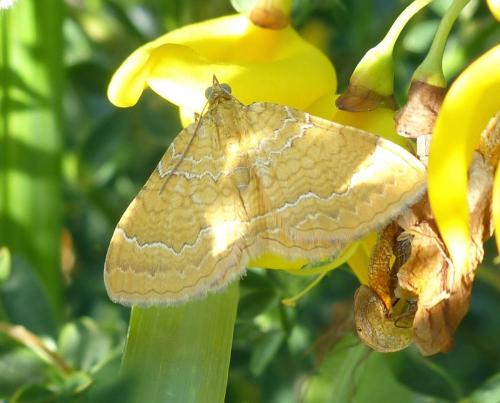 Réf. 204 965 : Camptogramma bilineata