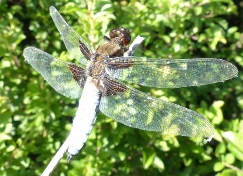 Libellula depressa