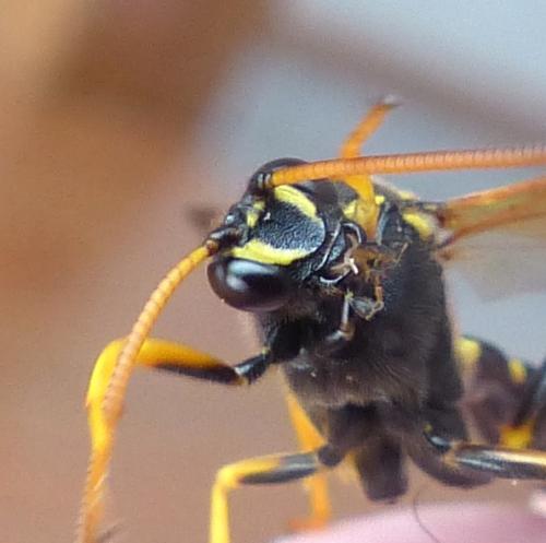 Metopius dentatus