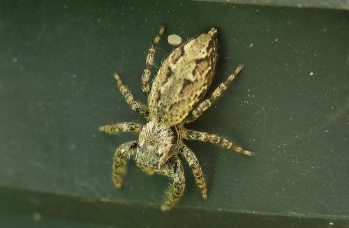 Marpissa muscosa