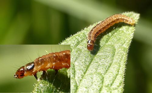 Syndemis musculana