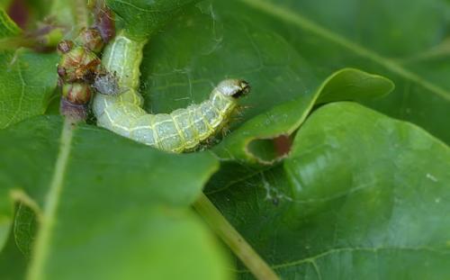 Orthosia cruda