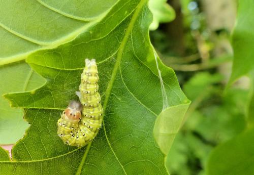 Polyploca ridens