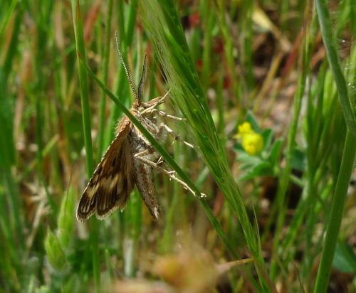 Synaphe diffidalis