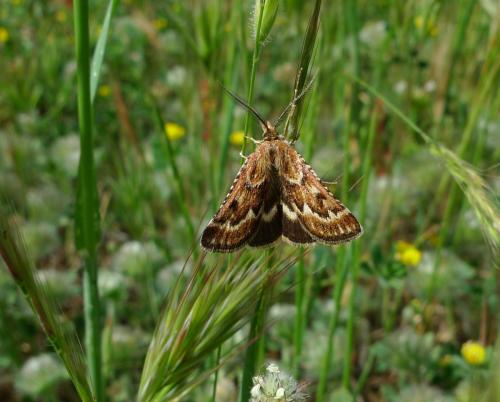 Synaphe diffidalis