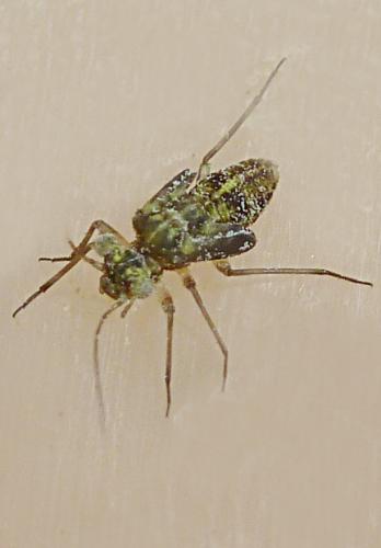 Mesopsocus sp.