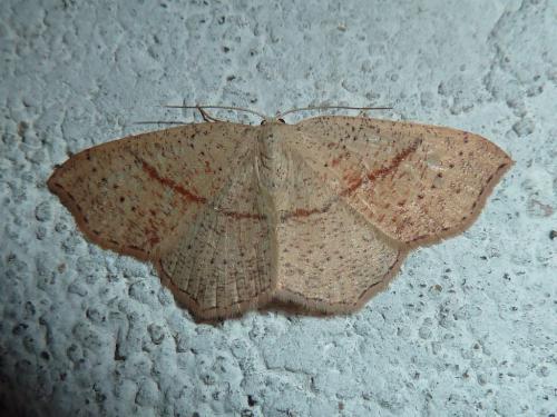 Réf. 204 673 : Cyclophora punctaria