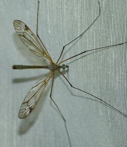 Tipula varipennis