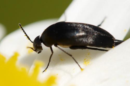Mordellistena sp.