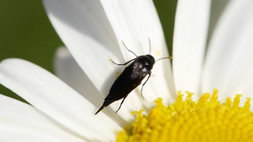 Mordellistena sp.