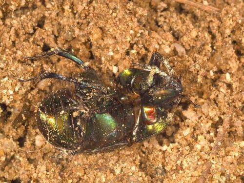 Réf. 204 776 : Sericotrupes niger