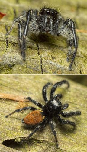 Carrhotus xanthogramma