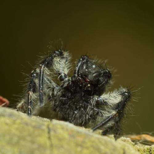 Réf. 204 232 : Carrhotus xanthogramma