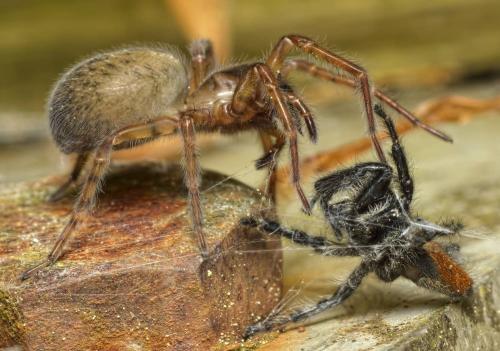 Réf. 204 356 : Amaurobius sp.