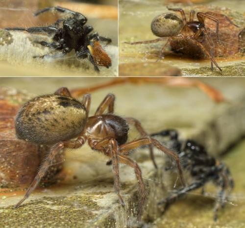 Réf. 204 353 : Amaurobius sp.
