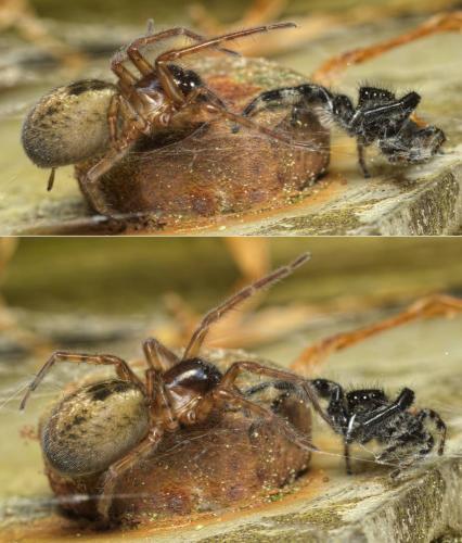 Réf. 204 354 : Amaurobius sp.