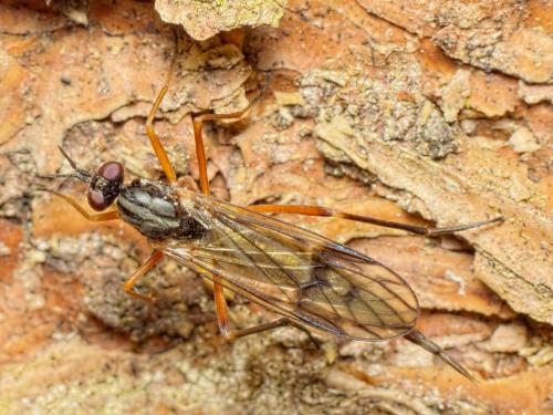Xylophagus ater