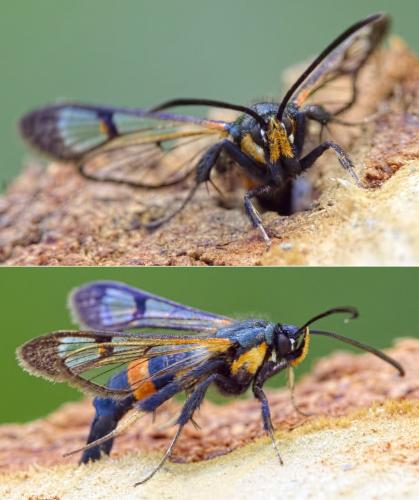 Synanthedon culiciformis