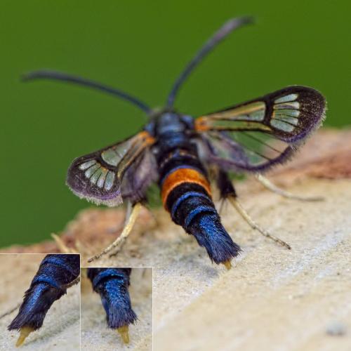 Synanthedon culiciformis