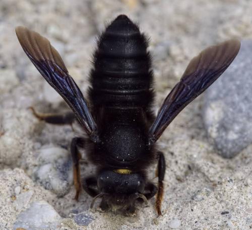 Megachile parietina