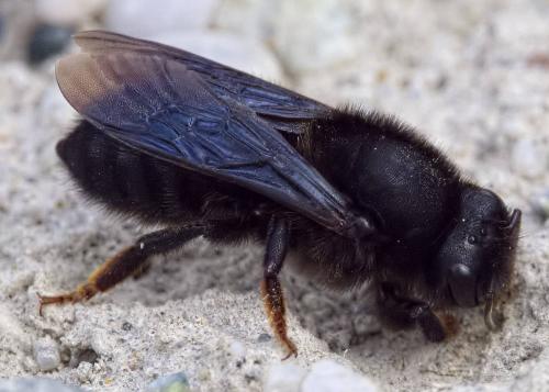 Megachile parietina