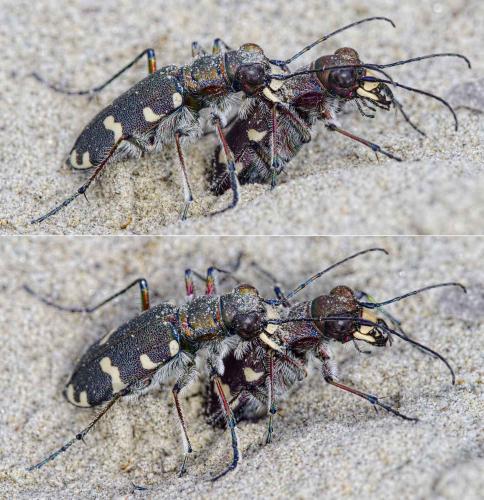 Réf. 204 696 : Cicindela hybrida transversalis