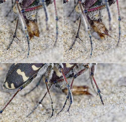 Réf. 204 698 : Cicindela hybrida transversalis