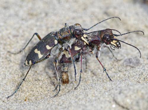Réf. 204 697 : Cicindela hybrida transversalis