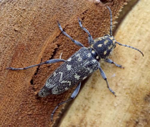 Réf. 204 424 : Xylotrechus rusticus