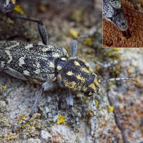 Réf. 204 425 : Xylotrechus rusticus