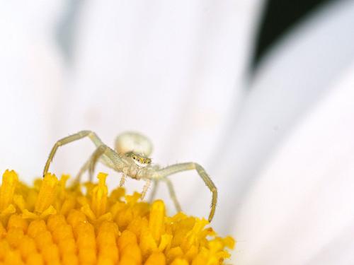 Misumena vatia