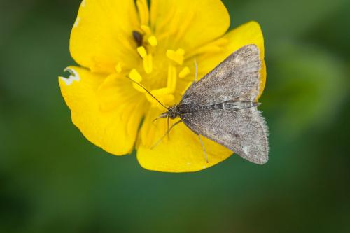 Pyrausta despicata