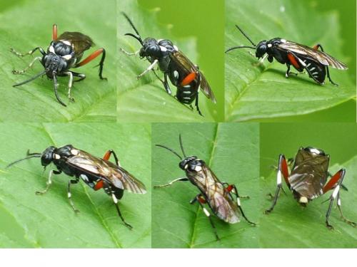 Réf. 204 321 : Macrophya punctumalbum
