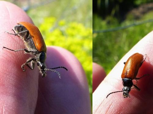 Omophlus sp.