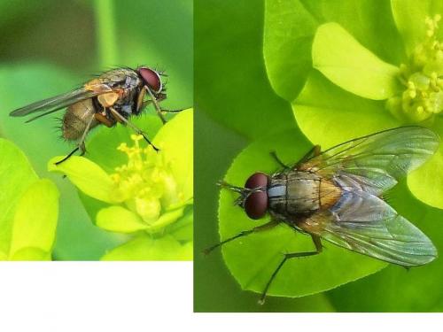 Réf. 204 392 : Mydaea sp.