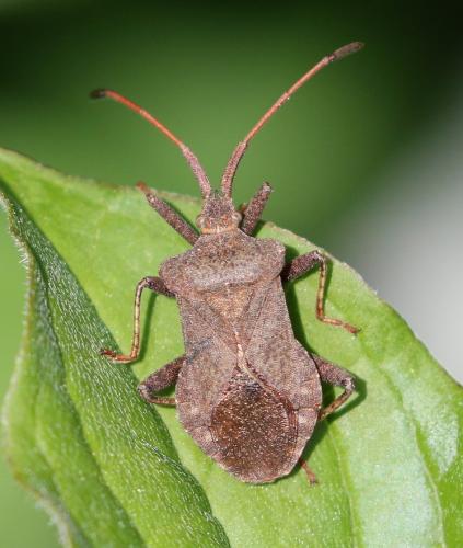 Réf. 204 620 : Coreus marginatus
