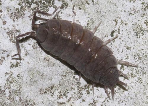 Porcellionides pruinosus